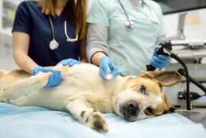 dog-sedation-for-nail-trimming