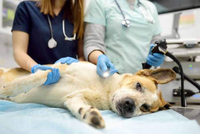 dog-sedation-for-nail-trimming