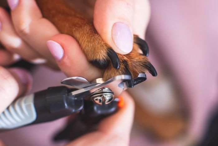 dog-nail-trim-austin-texas